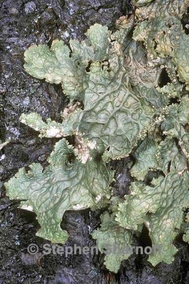 lobaria oregana 2 graphic