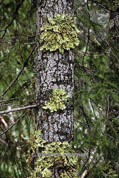 lobaria oregana 21 graphic