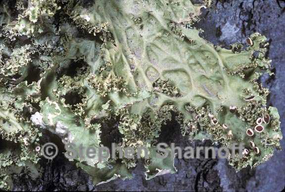 lobaria oregana 3 graphic