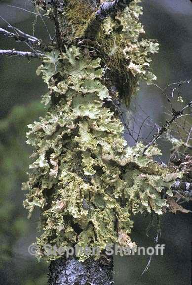 lobaria oregana 4 graphic