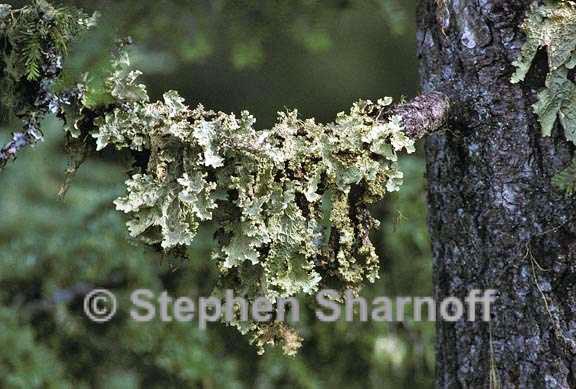 lobaria oregana 6 graphic