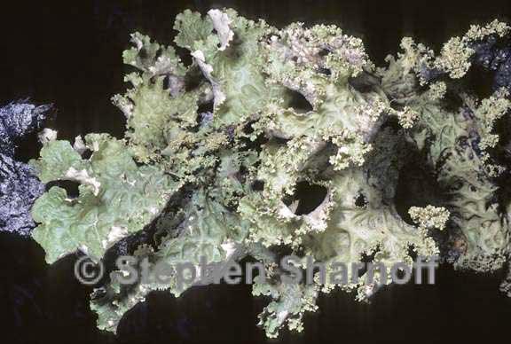 lobaria oregana 7 graphic