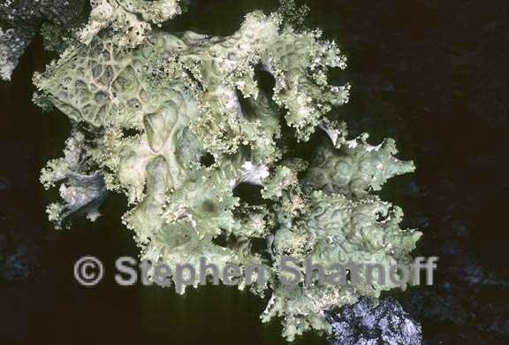 lobaria oregana 8 graphic