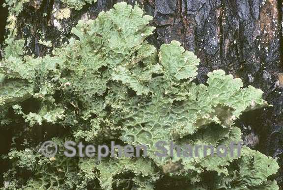 lobaria oregana 9 graphic