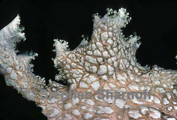 lobaria oregana under graphic