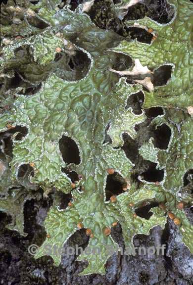 lobaria pulmonaria 1 graphic