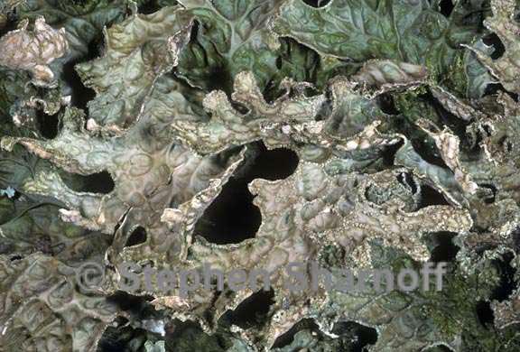 lobaria pulmonaria 2 graphic