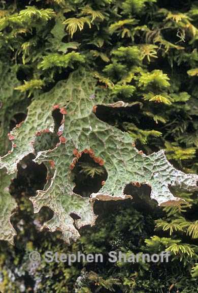 lobaria pulmonaria 3 graphic