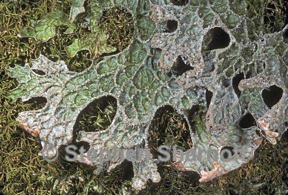 lobaria pulmonaria 4 graphic