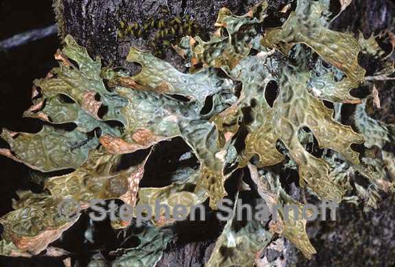 lobaria pulmonaria 5 graphic