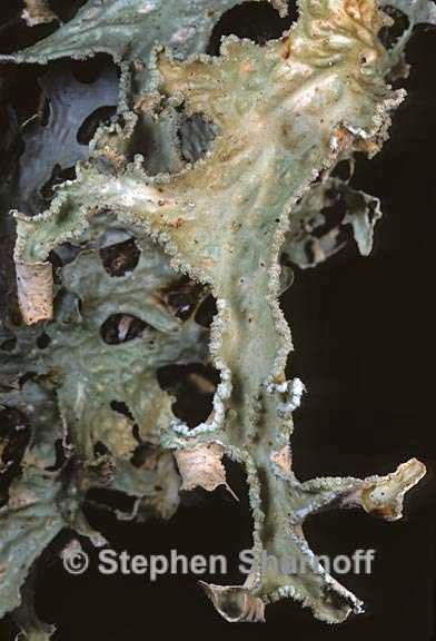 lobaria pulmonaria 7 graphic