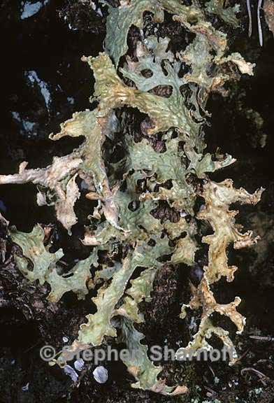 lobaria pulmonaria 8 graphic