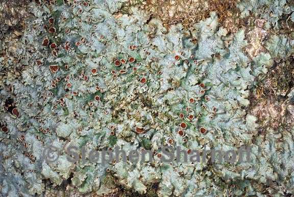 lobaria ravenelii graphic