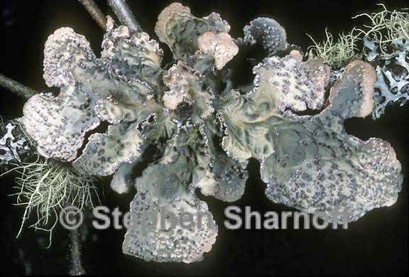 lobaria scrobiculata 1 graphic