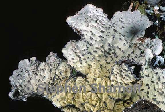 lobaria scrobiculata 10 graphic