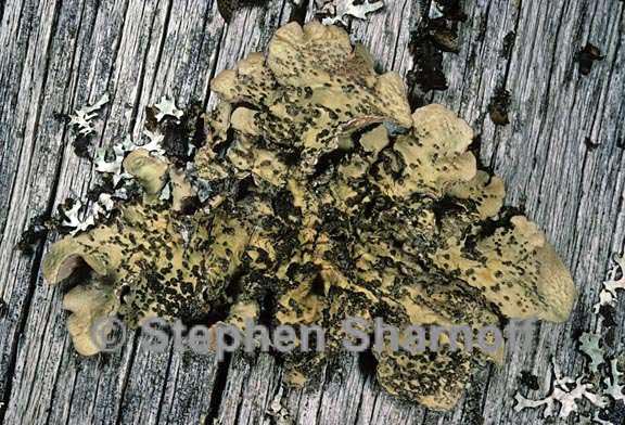 lobaria scrobiculata 13 graphic