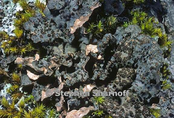 lobaria scrobiculata 15 graphic