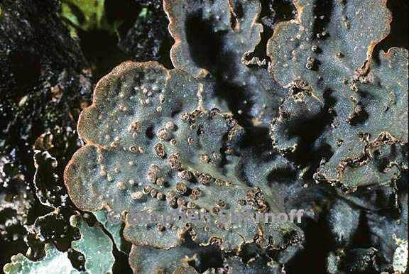 lobaria scrobiculata 16 graphic