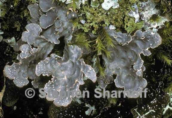 lobaria scrobiculata 3 graphic