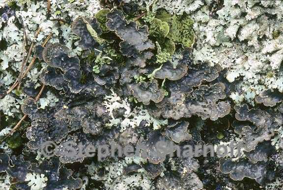 lobaria scrobiculata 5 graphic