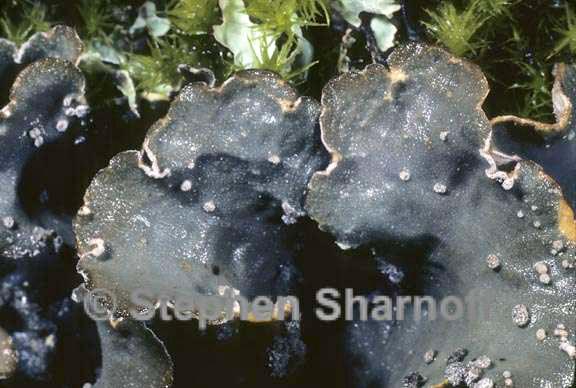 lobaria scrobiculata 6 graphic