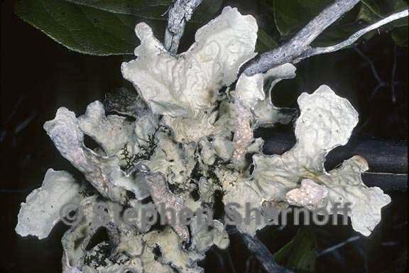 lobaria scrobiculata 7 graphic