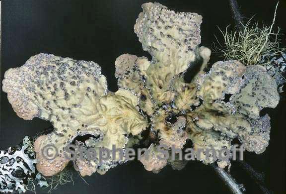 lobaria scrobiculata 8 graphic