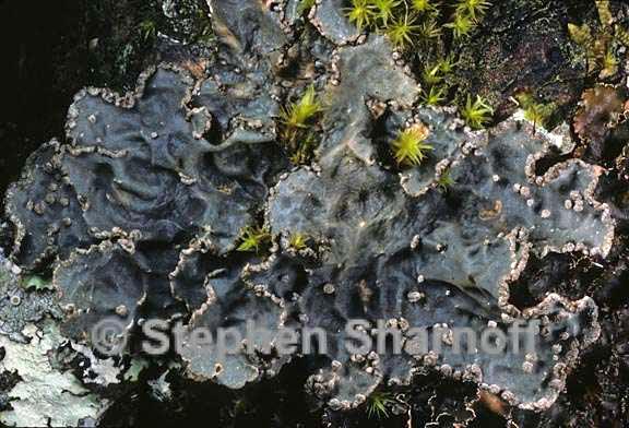 lobaria scrobiculata 9 graphic