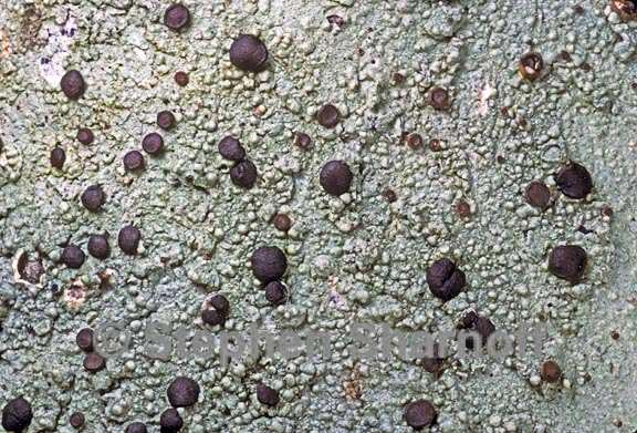 megalospora tuberculosa graphic