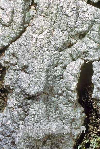 myriotrema rufigerum graphic