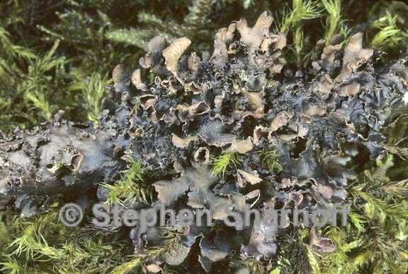 nephroma laevigatum 2 graphic