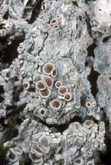 ochrolechia farinacea graphic