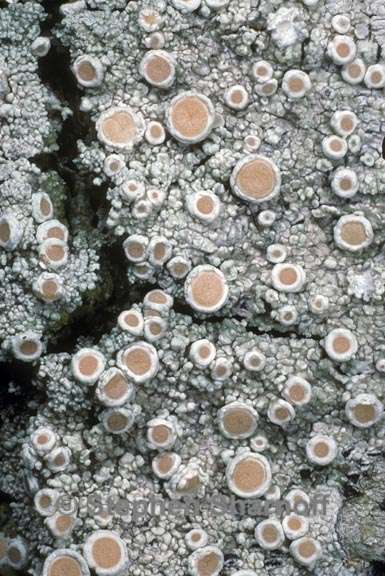 ochrolechia oregonensis 1 graphic