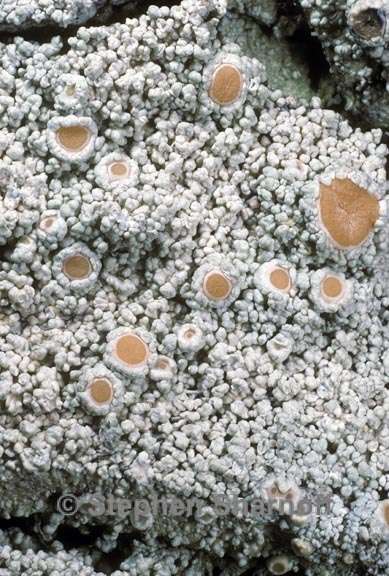 ochrolechia oregonensis 3 graphic