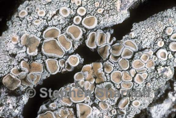 ochrolechia subpallescens 1 graphic