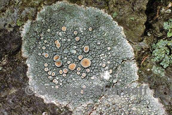 ochrolechia subpallescens 5 graphic