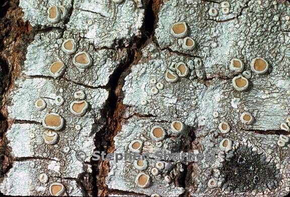 ochrolechia subpallescens 7 graphic