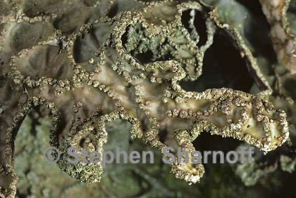 lobaria pulmonaria detail graphic