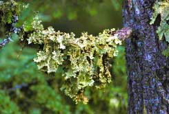 lobaria thumbnail graphic