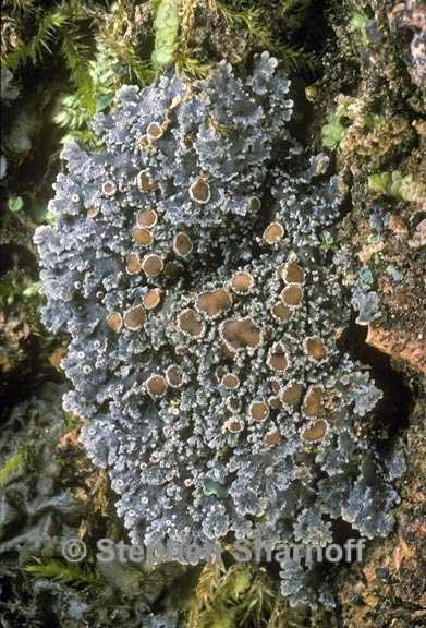 pannaria tavaresii 3 graphic