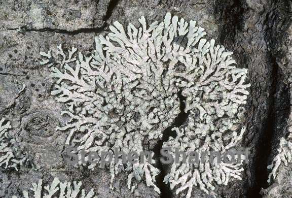 parmeliopsis hyperopta 5 graphic