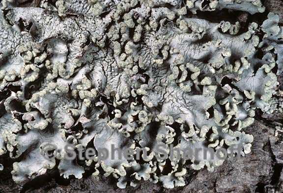 parmotrema reticulatum 10 graphic