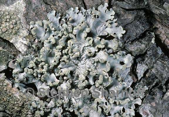 parmotrema reticulatum 11 graphic