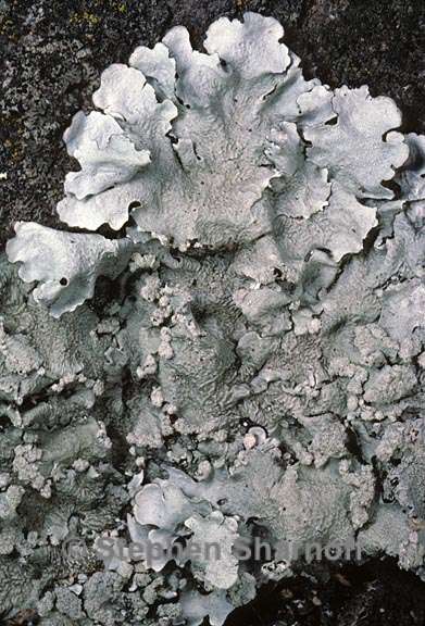 parmotrema reticulatum 15 graphic