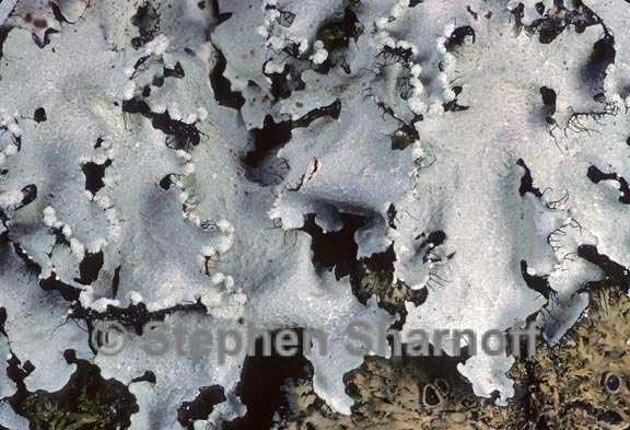 parmotrema reticulatum 5 graphic