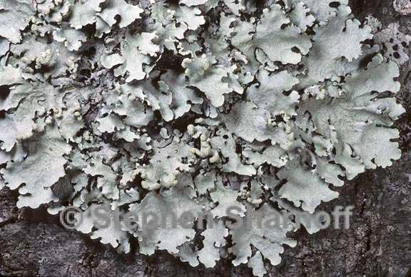 parmotrema reticulatum 6 graphic