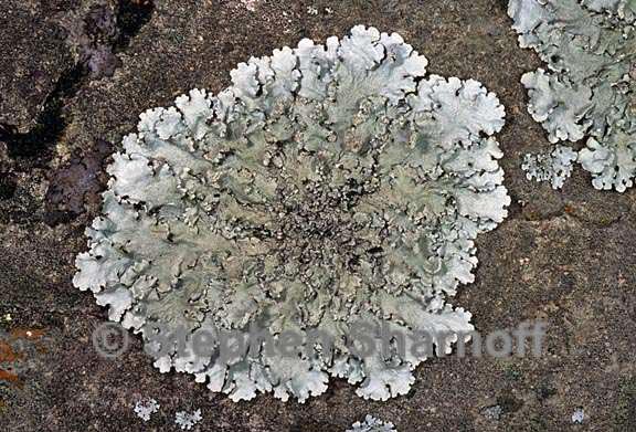 parmotrema reticulatum 7 graphic