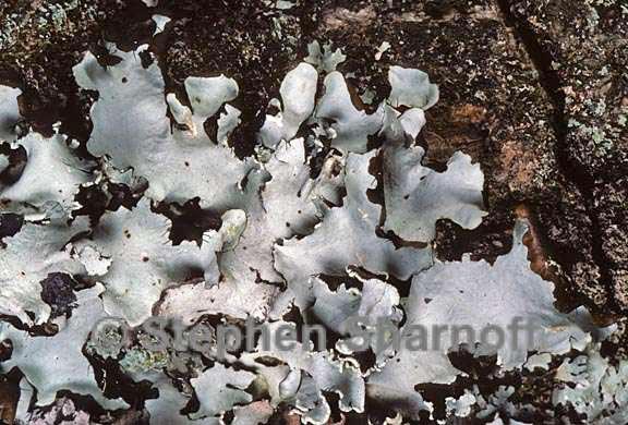 parmotrema stuppeum 3 graphic