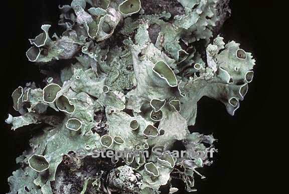 parmotrema subrigidum 4 graphic