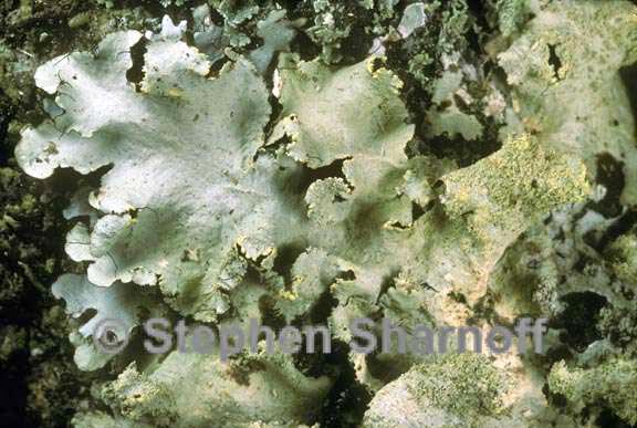 parmotrema sulphuratum 2 graphic